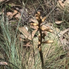 Gastrodia sp. at Cotter River, ACT - suppressed