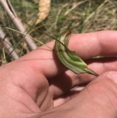 Diplodium aestivum (Long-tongued Summer Greenhood) at Cotter River, ACT - 29 Dec 2021 by Tapirlord