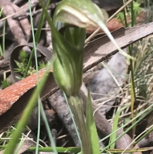 Diplodium aestivum at Cotter River, ACT - suppressed