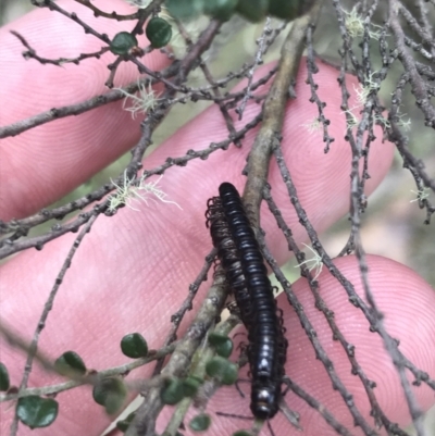 Diplopoda (class) (Unidentified millipede) at Namadgi National Park - 29 Dec 2021 by Tapirlord