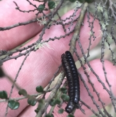 Diplopoda (class) at Cotter River, ACT - 29 Dec 2021