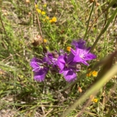 Thysanotus tuberosus (Common Fringe-lily) at Murrumbateman, NSW - 17 Dec 2021 by ALCaston