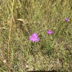 Thysanotus tuberosus at Murrumbateman, NSW - 17 Dec 2021