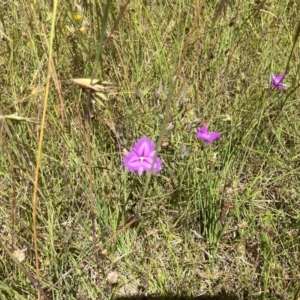 Thysanotus tuberosus at Murrumbateman, NSW - 17 Dec 2021