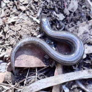 Hemiergis talbingoensis at Aranda, ACT - 8 Jan 2022