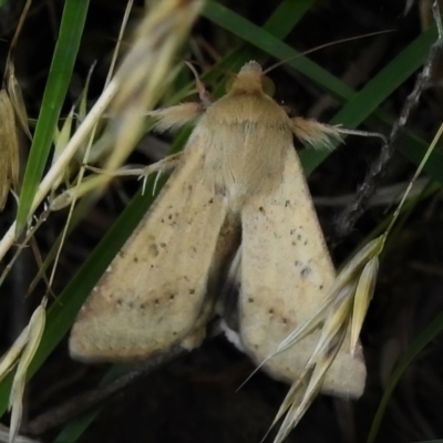 Helicoverpa (genus) (A bollworm) at Burwood Creek Nature Reserve - 8 Jan 2022 by JohnBundock