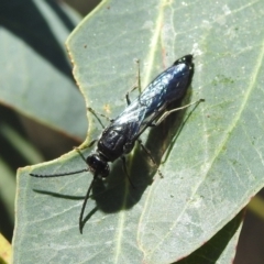 Austroscolia soror (Blue Flower Wasp) at Stromlo, ACT - 8 Jan 2022 by HelenCross