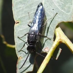 Austroscolia soror at Stromlo, ACT - suppressed