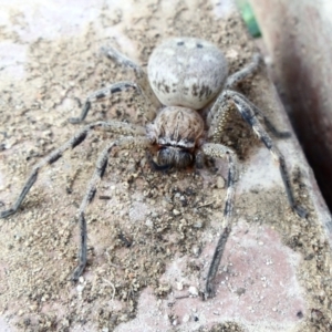 Neosparassus sp. (genus) at Aranda, ACT - 8 Jan 2022