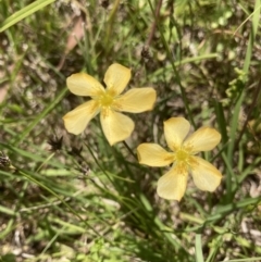 Hypericum gramineum (Small St Johns Wort) at Murrumbateman, NSW - 17 Dec 2021 by ALCaston