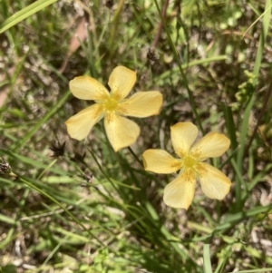 Hypericum gramineum at Murrumbateman, NSW - 17 Dec 2021