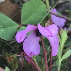 Tetratheca bauerifolia at Cotter River, ACT - 29 Dec 2021