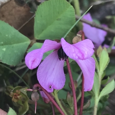 Tetratheca bauerifolia (Heath Pink-bells) at Cotter River, ACT - 29 Dec 2021 by Tapirlord