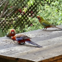 Platycercus elegans (Crimson Rosella) at Aranda, ACT - 8 Jan 2022 by KMcCue