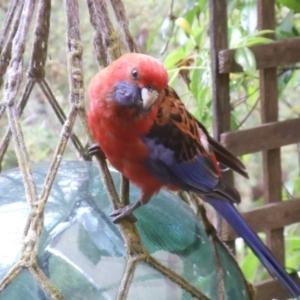 Platycercus elegans at Aranda, ACT - 8 Jan 2022