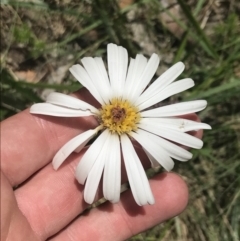 Celmisia tomentella (Common Snow Daisy) at Cotter River, ACT - 29 Dec 2021 by Tapirlord