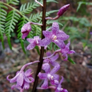 Dipodium roseum at Bigga, NSW - 8 Jan 2022