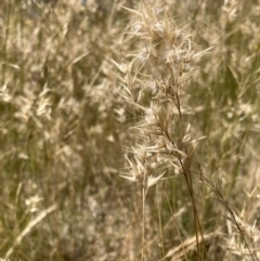 Rytidosperma sp. (Wallaby Grass) at Murrumbateman, NSW - 17 Dec 2021 by ALCaston