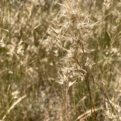 Rytidosperma sp. (Wallaby Grass) at Murrumbateman, NSW - 17 Dec 2021 by ALCaston