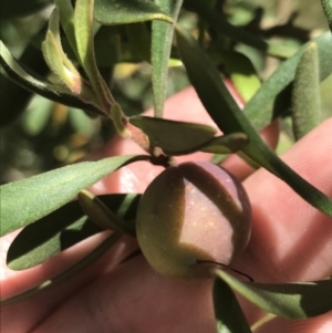 Persoonia subvelutina at Cotter River, ACT - 29 Dec 2021