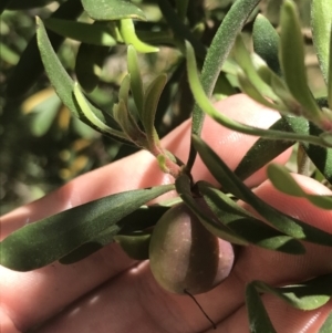 Persoonia subvelutina at Cotter River, ACT - 29 Dec 2021