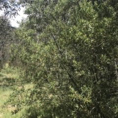 Persoonia subvelutina at Cotter River, ACT - 29 Dec 2021