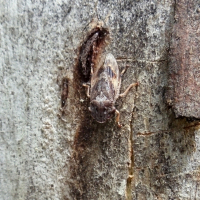 Stenocotis depressa (Leafhopper) at Aranda, ACT - 8 Jan 2022 by KMcCue