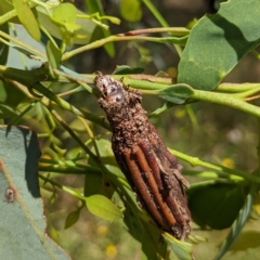 Clania lewinii (Lewin's case moth) at Stromlo, ACT - 8 Jan 2022 by HelenCross