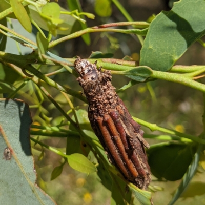 Clania lewinii & similar Casemoths (Parallel stick Case Moths) at Stromlo, ACT - 8 Jan 2022 by HelenCross