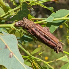 Clania lewinii at Stromlo, ACT - 8 Jan 2022