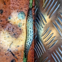 Limax maximus (Leopard Slug, Great Grey Slug) at Kambah, ACT - 7 Jan 2022 by HelenCross