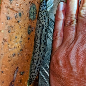 Limax maximus at Kambah, ACT - 7 Jan 2022