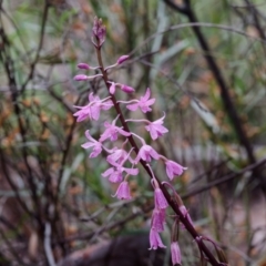 Dipodium roseum (Rosy Hyacinth Orchid) at Crace, ACT - 8 Jan 2022 by DPRees125