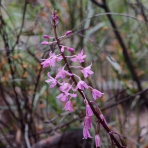 Dipodium roseum at Crace, ACT - 8 Jan 2022