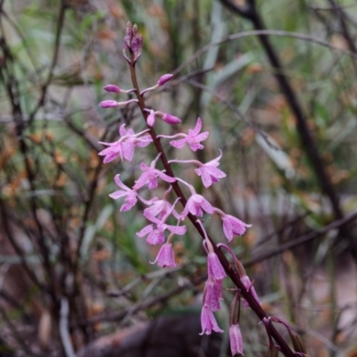 Dipodium roseum (Rosy Hyacinth Orchid) at Crace, ACT - 8 Jan 2022 by DPRees125