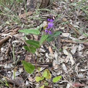 Hardenbergia violacea at Murrumbateman, NSW - 10 Nov 2021