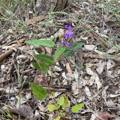 Hardenbergia violacea (False Sarsaparilla) at Murrumbateman, NSW - 10 Nov 2021 by ALCaston