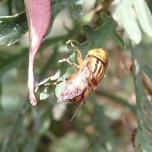 Eristalinus sp. (genus) at Cook, ACT - 4 Jan 2022