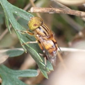 Eristalinus sp. (genus) at Cook, ACT - 4 Jan 2022