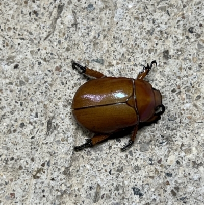 Anoplognathus montanus (Montane Christmas beetle) at Canberra Airport, ACT - 8 Jan 2022 by FeralGhostbat