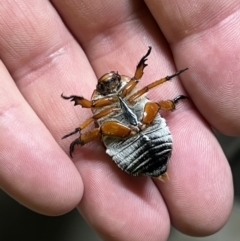 Anoplognathus montanus at Canberra Airport, ACT - 9 Jan 2022