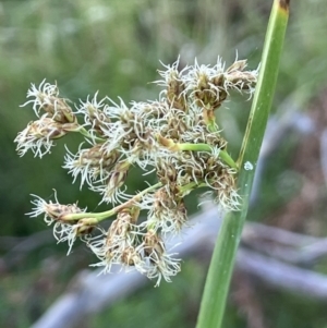 Schoenoplectus tabernaemontani at Yarralumla, ACT - 8 Jan 2022