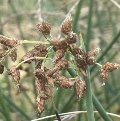 Schoenoplectus tabernaemontani at Yarralumla, ACT - 8 Jan 2022