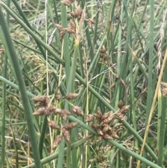 Schoenoplectus tabernaemontani at Yarralumla, ACT - 8 Jan 2022