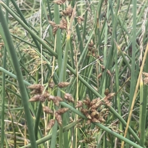 Schoenoplectus validus at Yarralumla, ACT - 8 Jan 2022