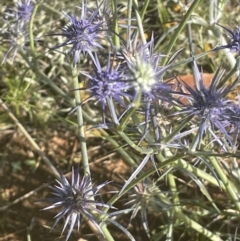 Eryngium ovinum (Blue Devil) at Yarralumla, ACT - 8 Jan 2022 by JaneR