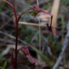 Thynninorchis huntianus (Common Elbow Orchid) at Bicentennial Park - 8 Jan 2022 by Paul4K