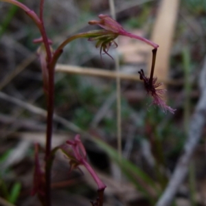 Thynninorchis huntianus at suppressed - 9 Jan 2022