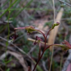 Thynninorchis huntianus at suppressed - 9 Jan 2022