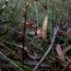 Thynninorchis huntianus at suppressed - 9 Jan 2022